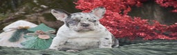 French Bulldog dogs for sale: Nadia - Ad 2