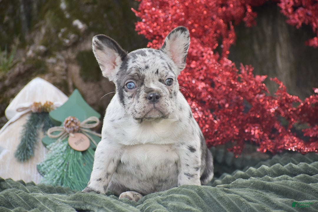 French Bulldog dogs for sale: Nadia - Ad 2