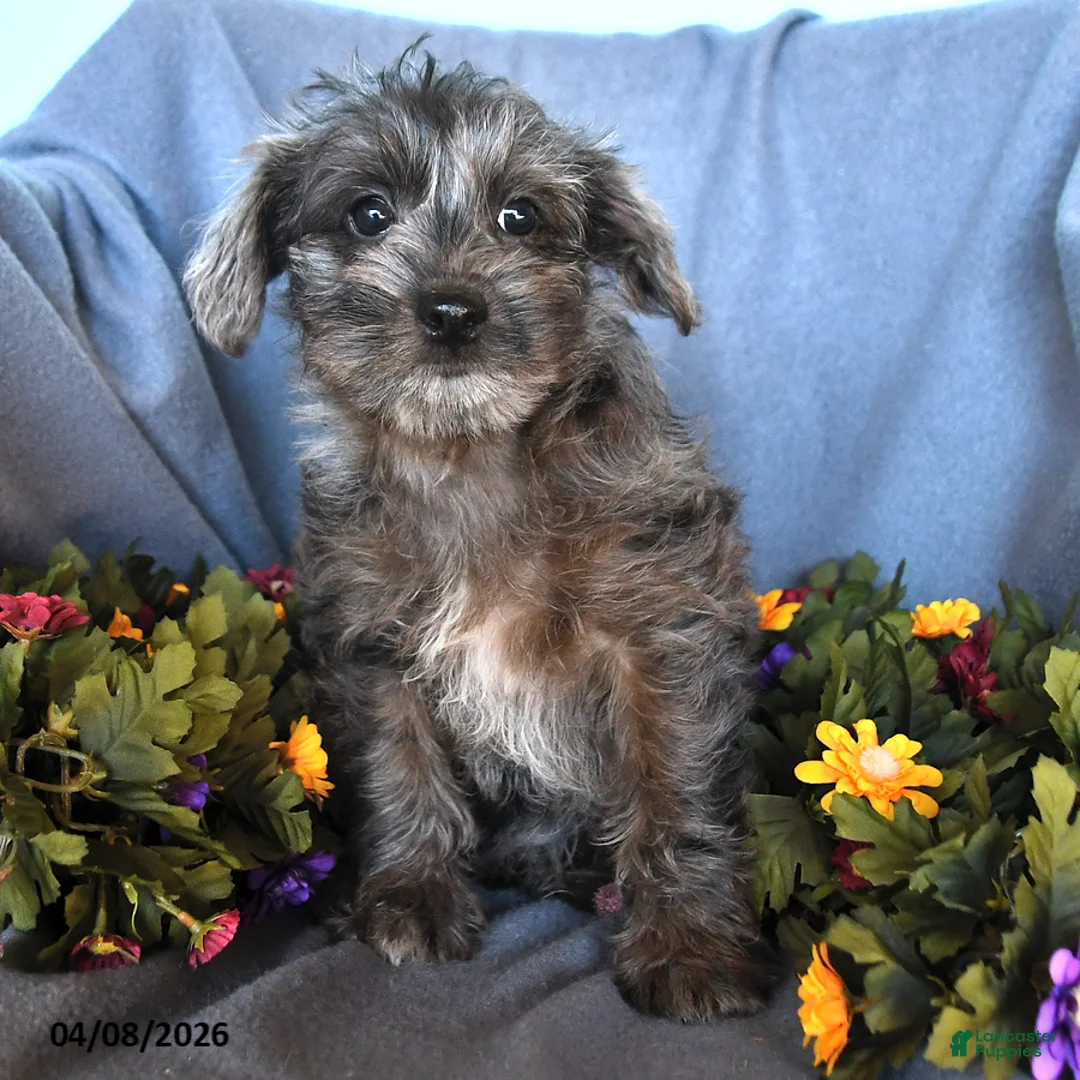 Pomapoo dogs for sale: Betsy - Ad 3