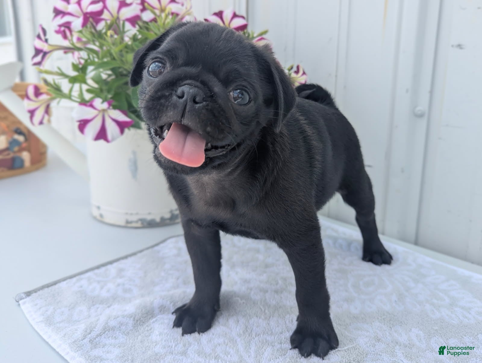 Pug dogs Ethan - Ad 2