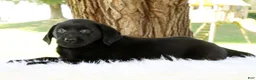 Labrador Retriever dogs for sale: Autumn - Ad 4