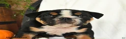English Bulldog dogs for sale: Pumpkin - Ad 3