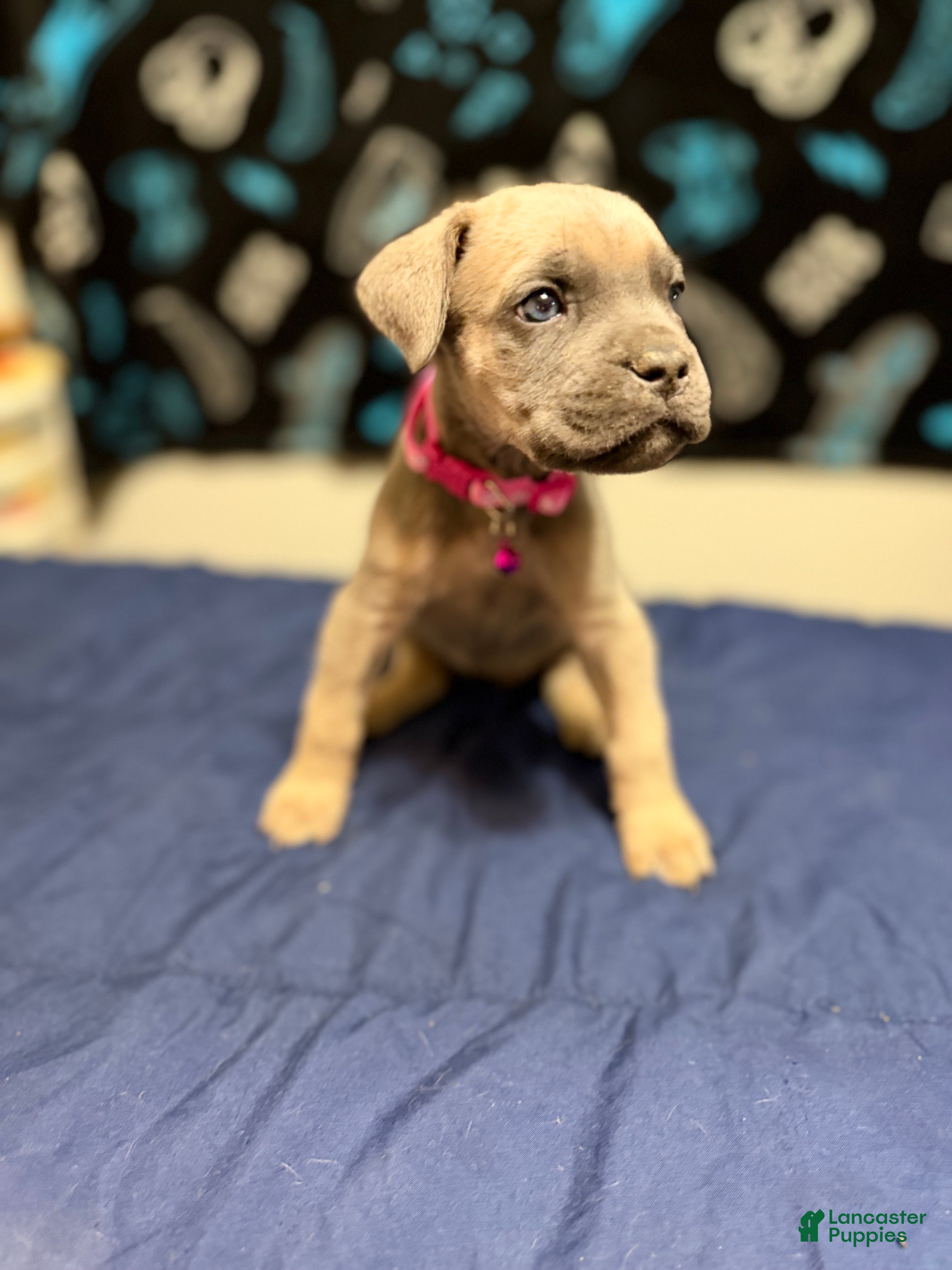 Cane Corso dogs Tina -pink collar  - Ad 42