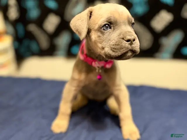 Cane Corso dogs Tina -pink collar - Ad 41