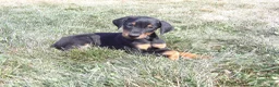 Doberman Pinscher dogs for sale: Nash  - Ad 5
