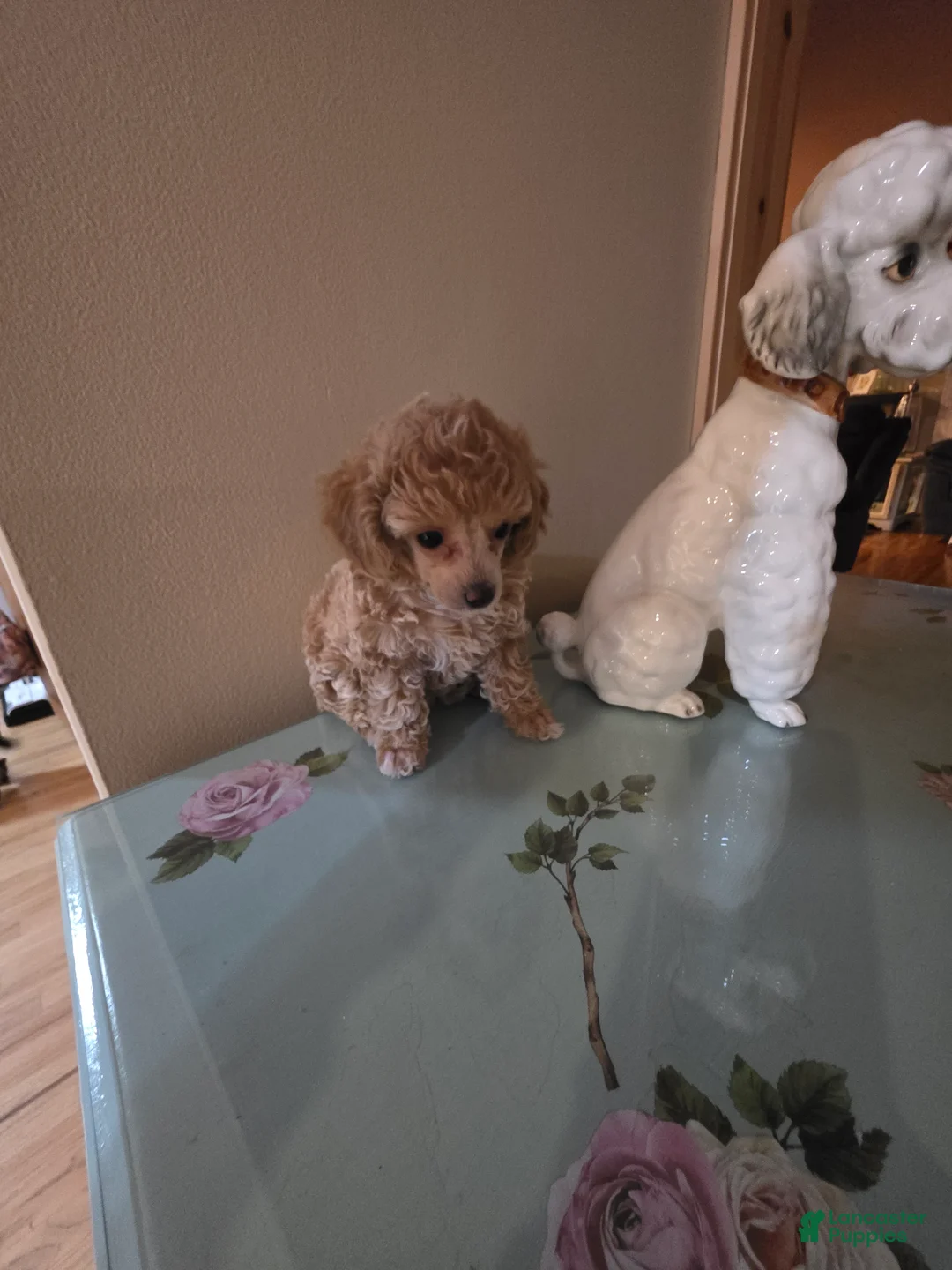 Toy Poodle dogs for sale: Toy Poodle Puppy 1 - Ad 2