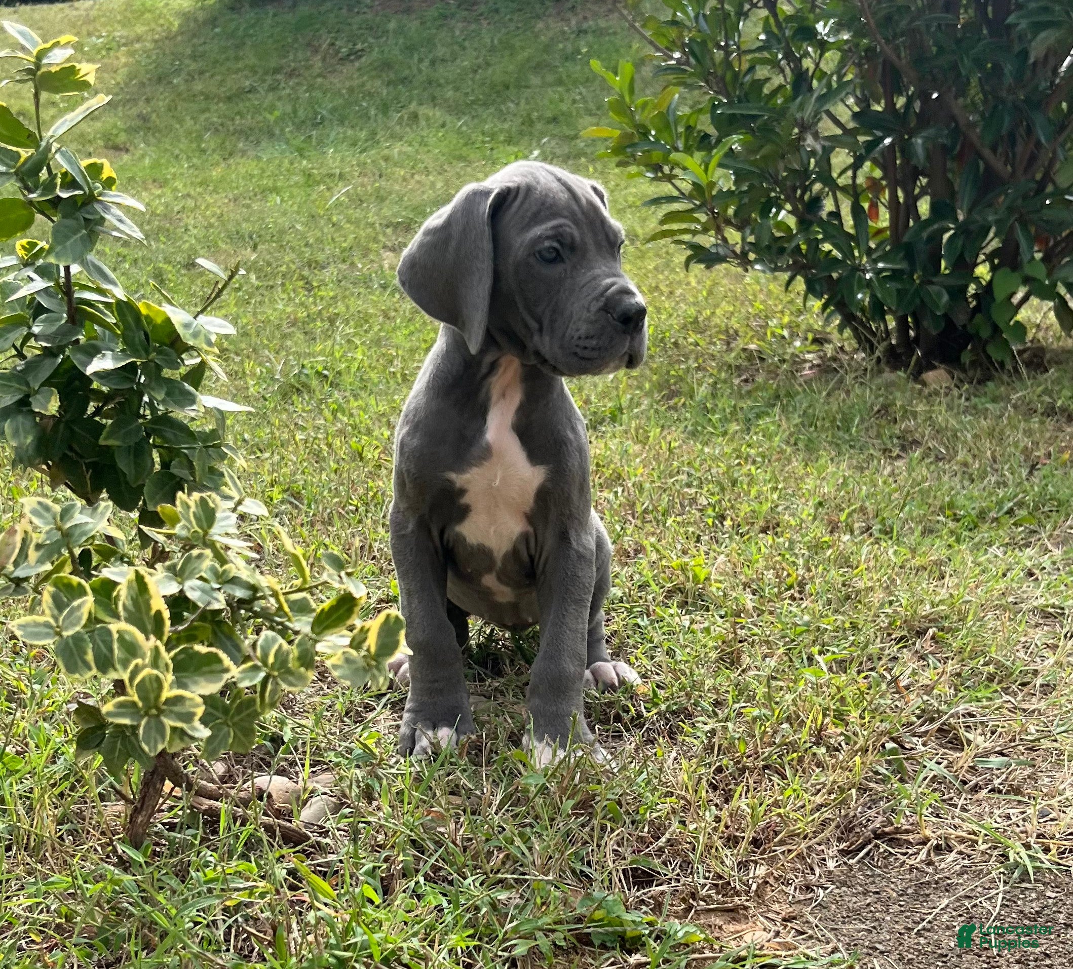Peace (Great Dane, Female) in Lisbon, OH