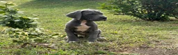 Great Dane dogs for sale: Peace  - Ad 1