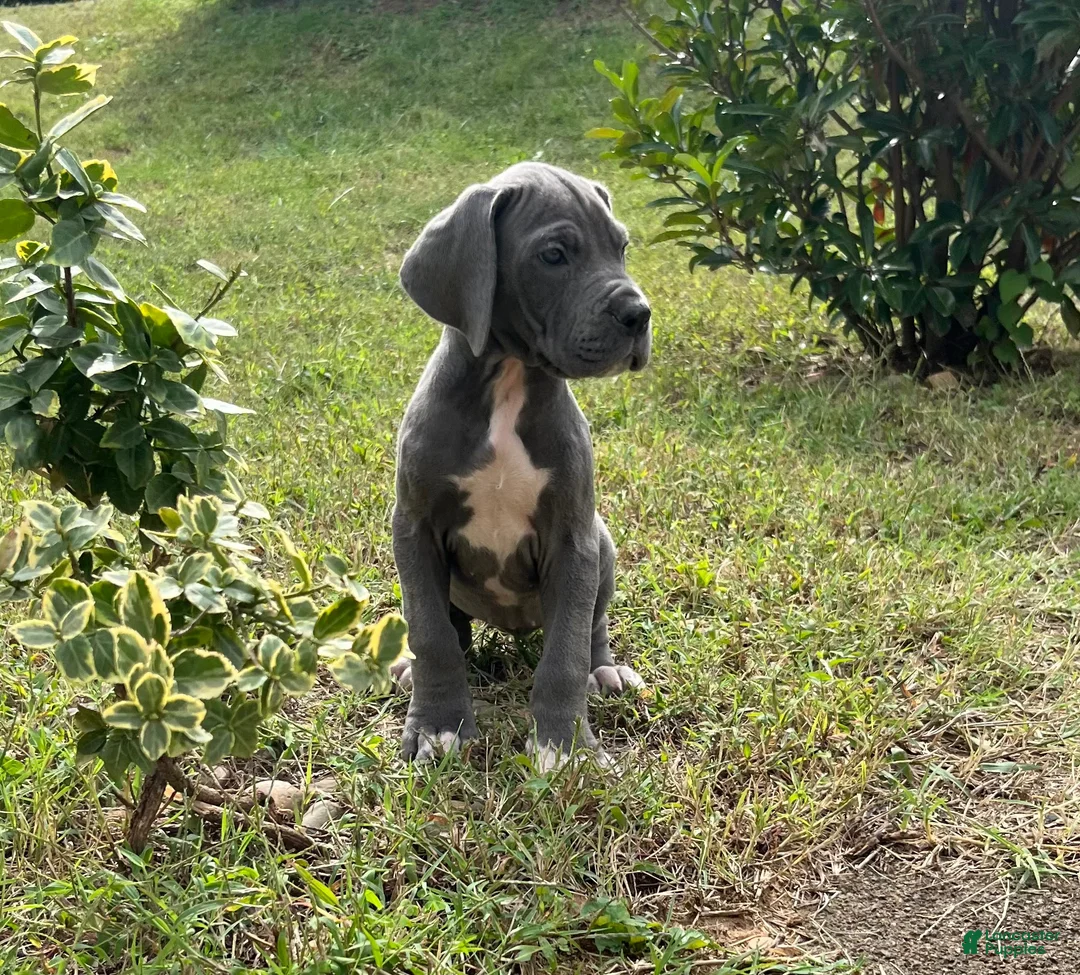 Great Dane dogs for sale: Peace  - Ad 1