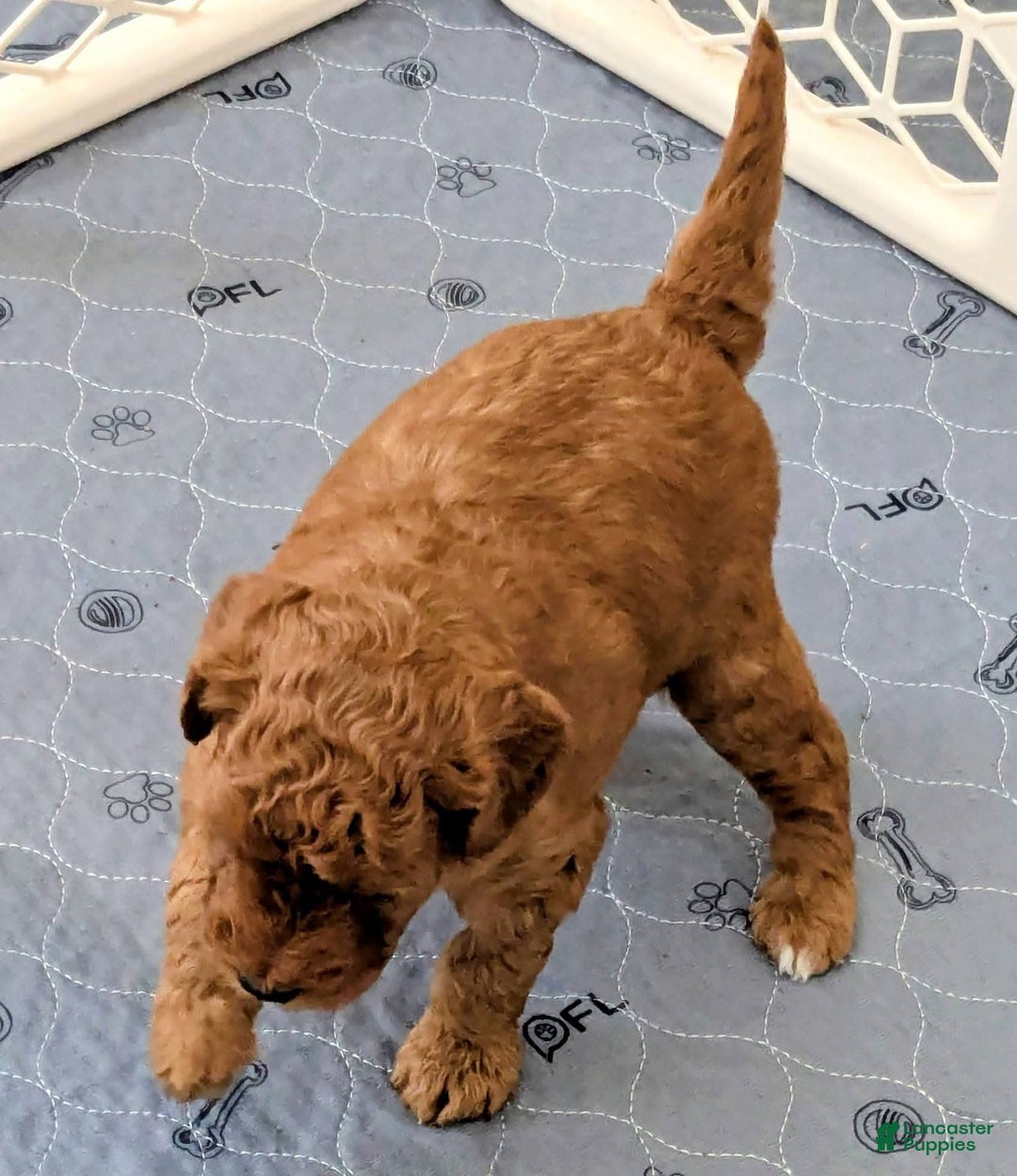 Goldendoodle dogs for sale: Golden Mountain Doodle Puppy 2 - Ad 4