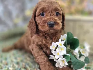 Cockapoo dogs Glaze - Ad 4