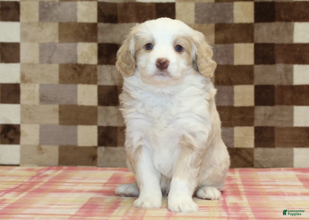 Mini Bernedoodle dogs for sale: Chief - Ad 3