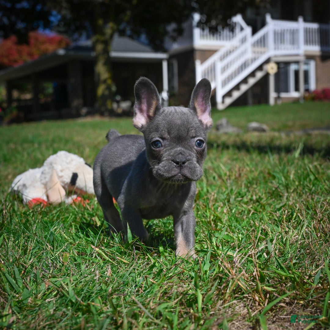 French Bulldog dogs for sale: Charlie - Ad 1