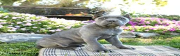 Cane Corso dogs for sale: Tempest - Ad 5