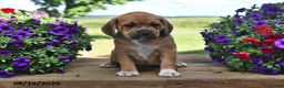 Puggle dogs for sale: Stella - Ad 1