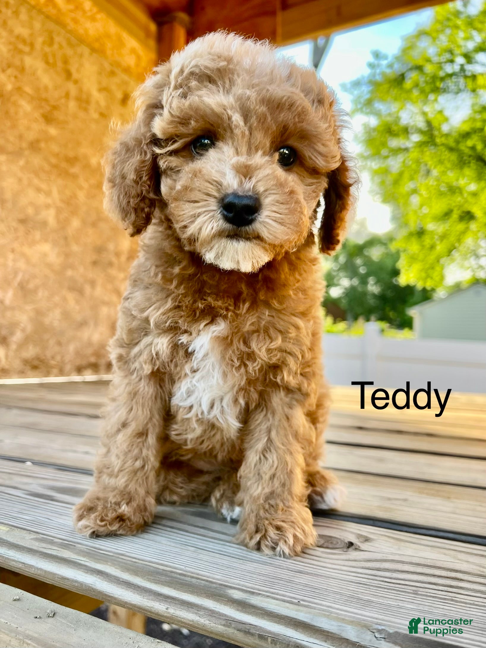 Miniature Poodle dogs Teddy - Ad 1