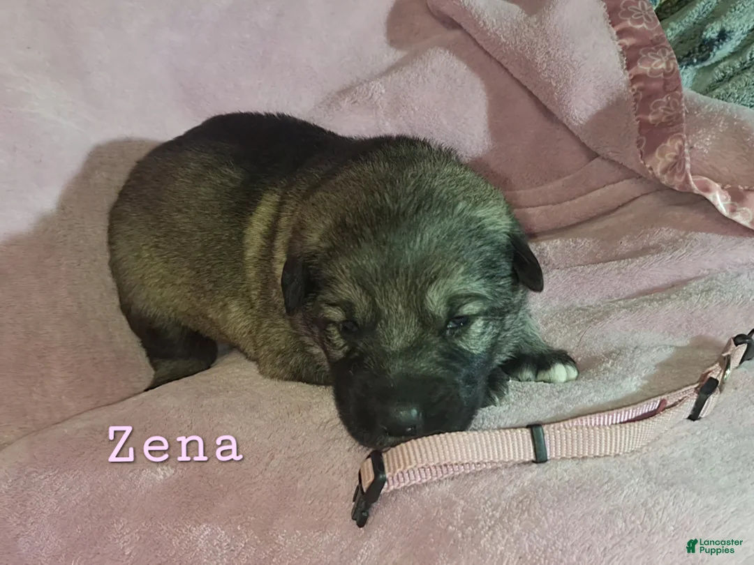 German Shepherd dogs for sale: Zena - Ad 2