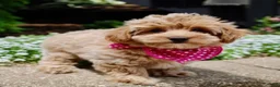 Maltipoo dogs for sale: Sugar - Ad 2