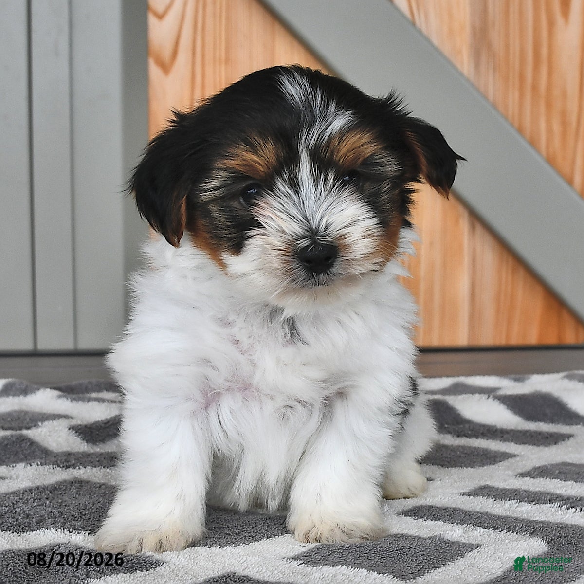 Mixed Breed dogs Andrew - Ad 2