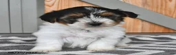 Mixed Breed dogs for sale: Andrew - Ad 2