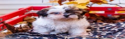 Shih Tzu dogs for sale: Lanelle - Ad 1