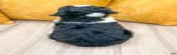 Mini Bernedoodle dogs for sale: Barbie - Ad 5