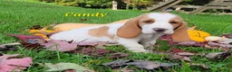Basset Hound dogs for sale: Candy - Ad 3