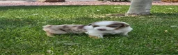 Australian Shepherd dogs for sale: Rango Red Merle - Ad 4