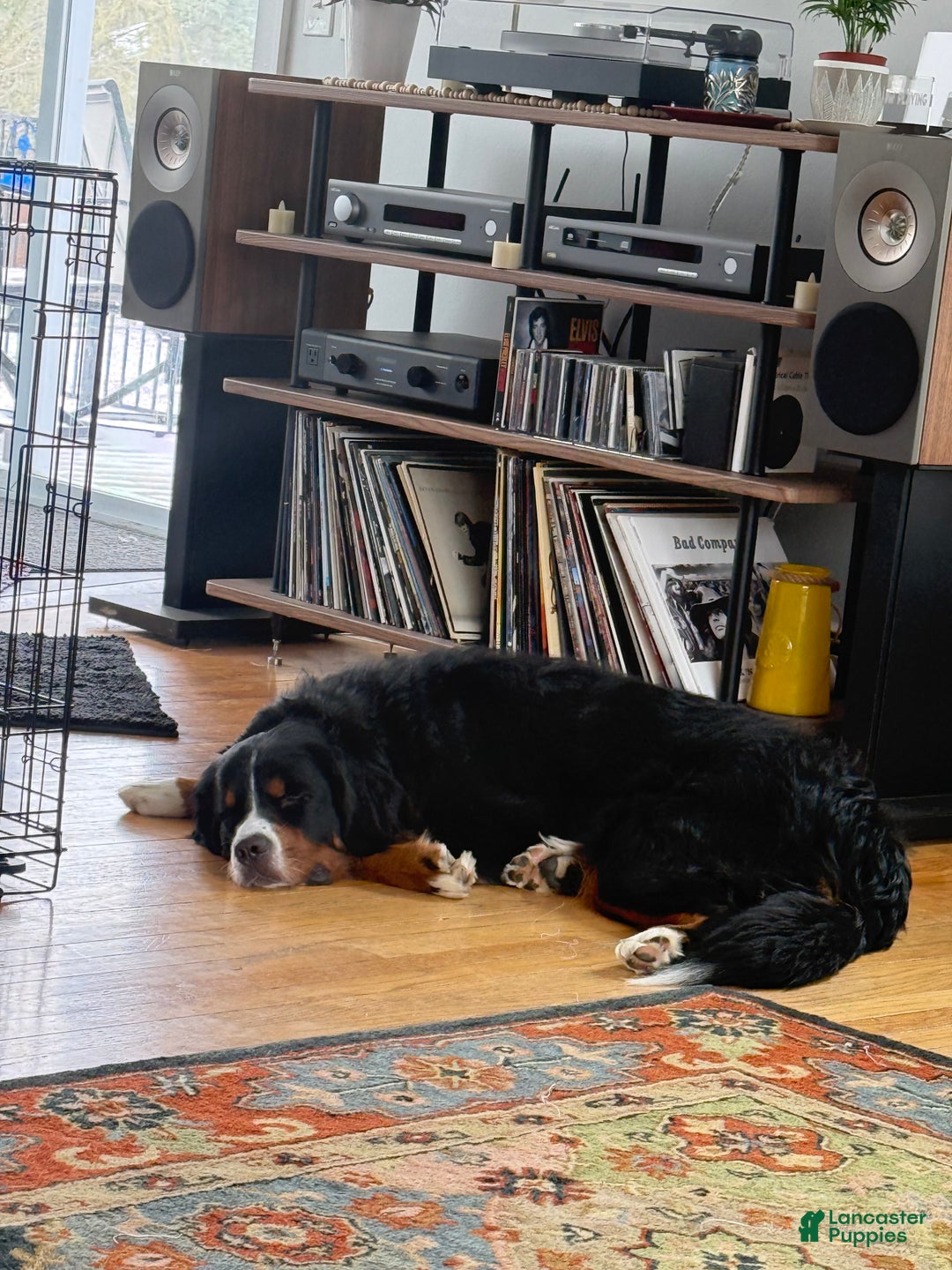 Bernedoodle dogs for sale: Harriet  - Ad 17