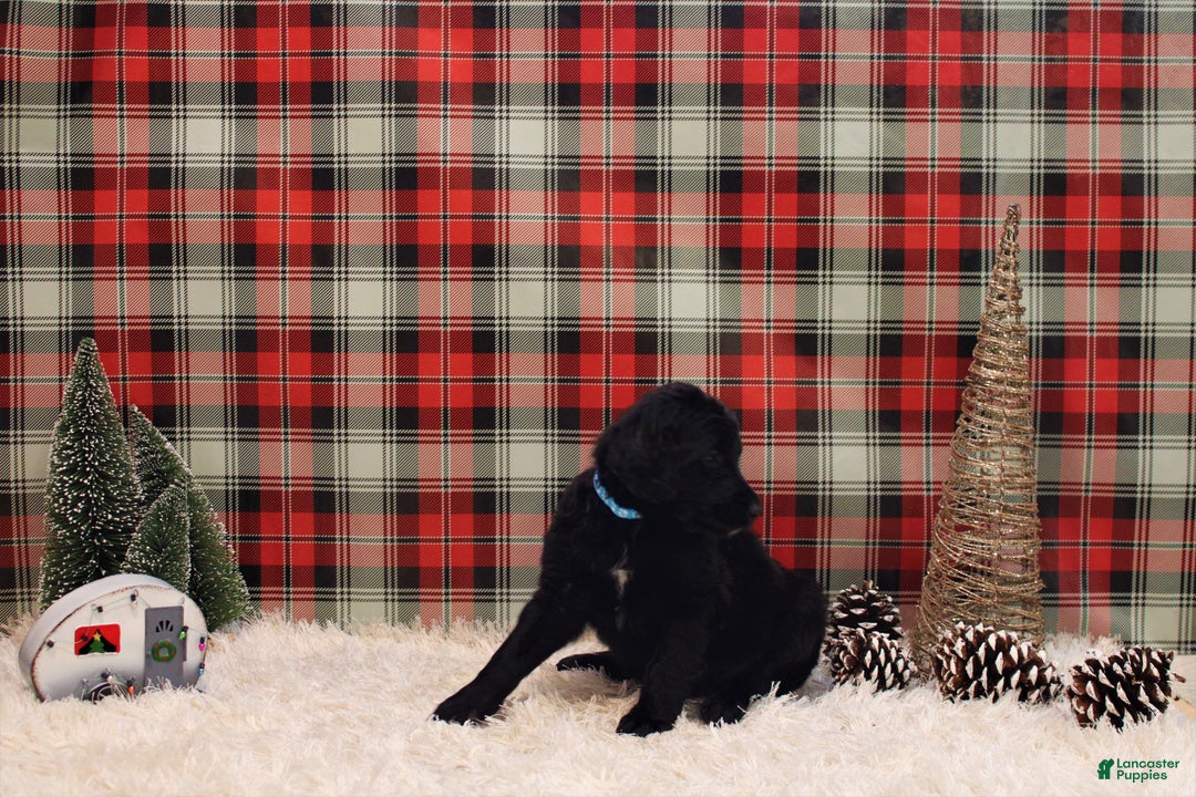 Mixed Breed dogs for sale: Ravin  - Ad 4