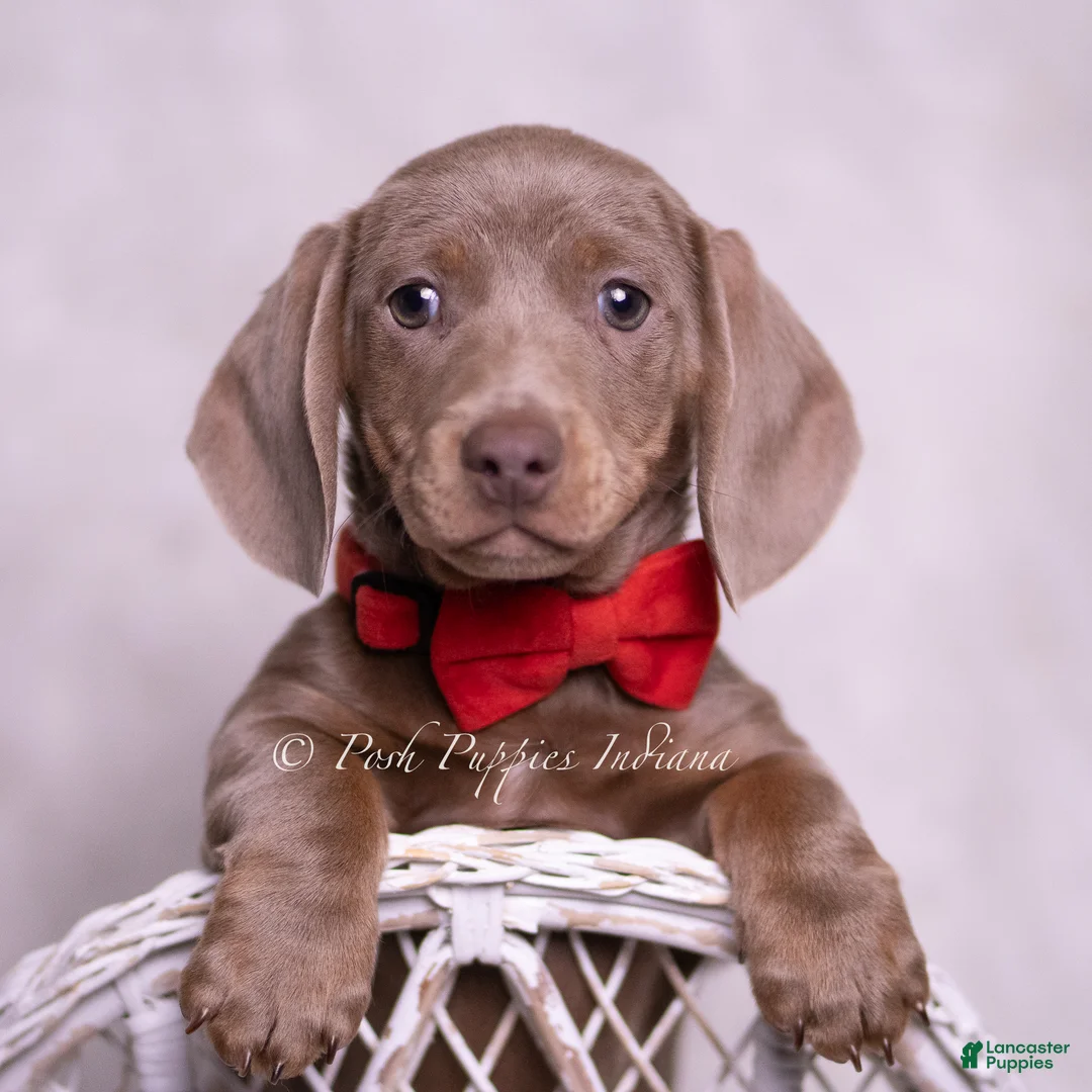 Miniature Dachshund dogs for sale: Carter - Ad 1