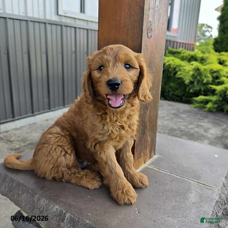 Goldendoodle dogs Jake - Ad 2