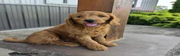 Goldendoodle dogs for sale: Jake - Ad 2