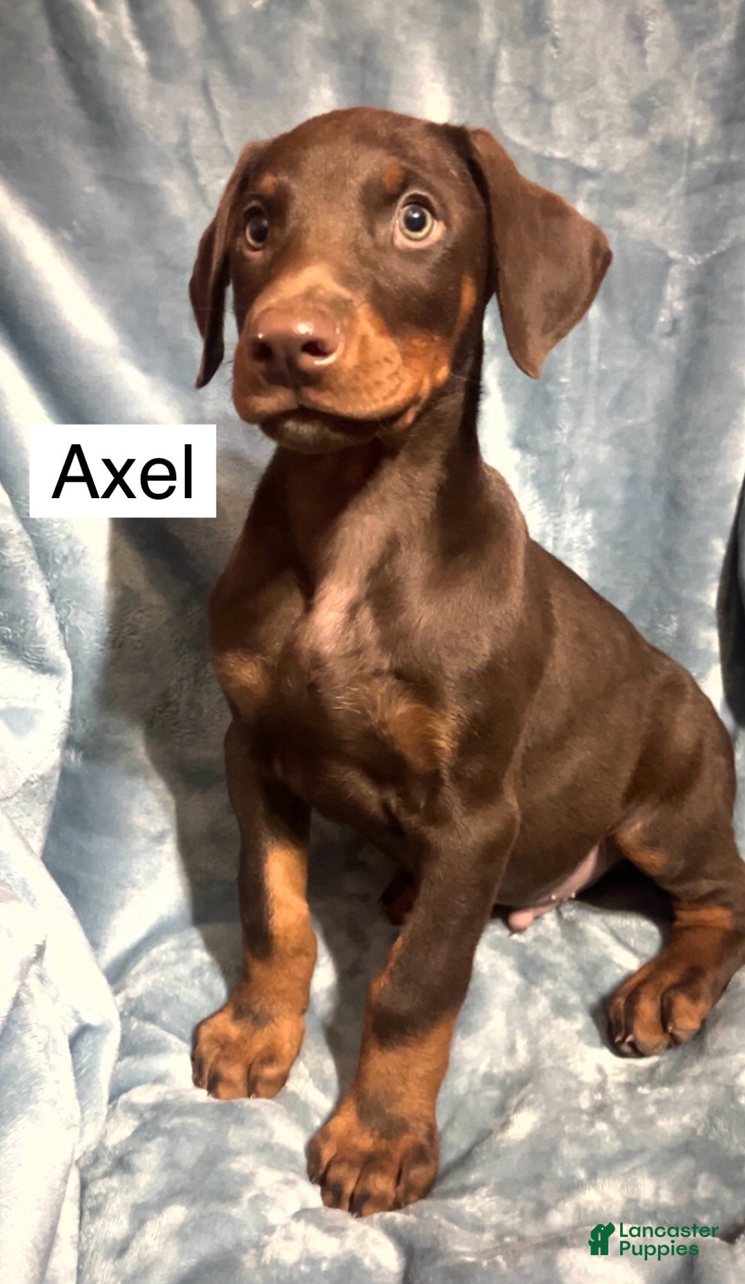 Doberman Pinscher dogs for sale: Axel - Ad 1