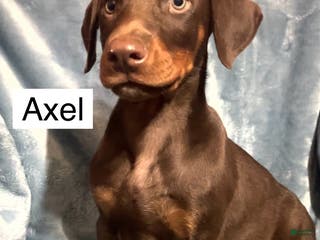 Doberman Pinscher dogs Axel - Ad 2