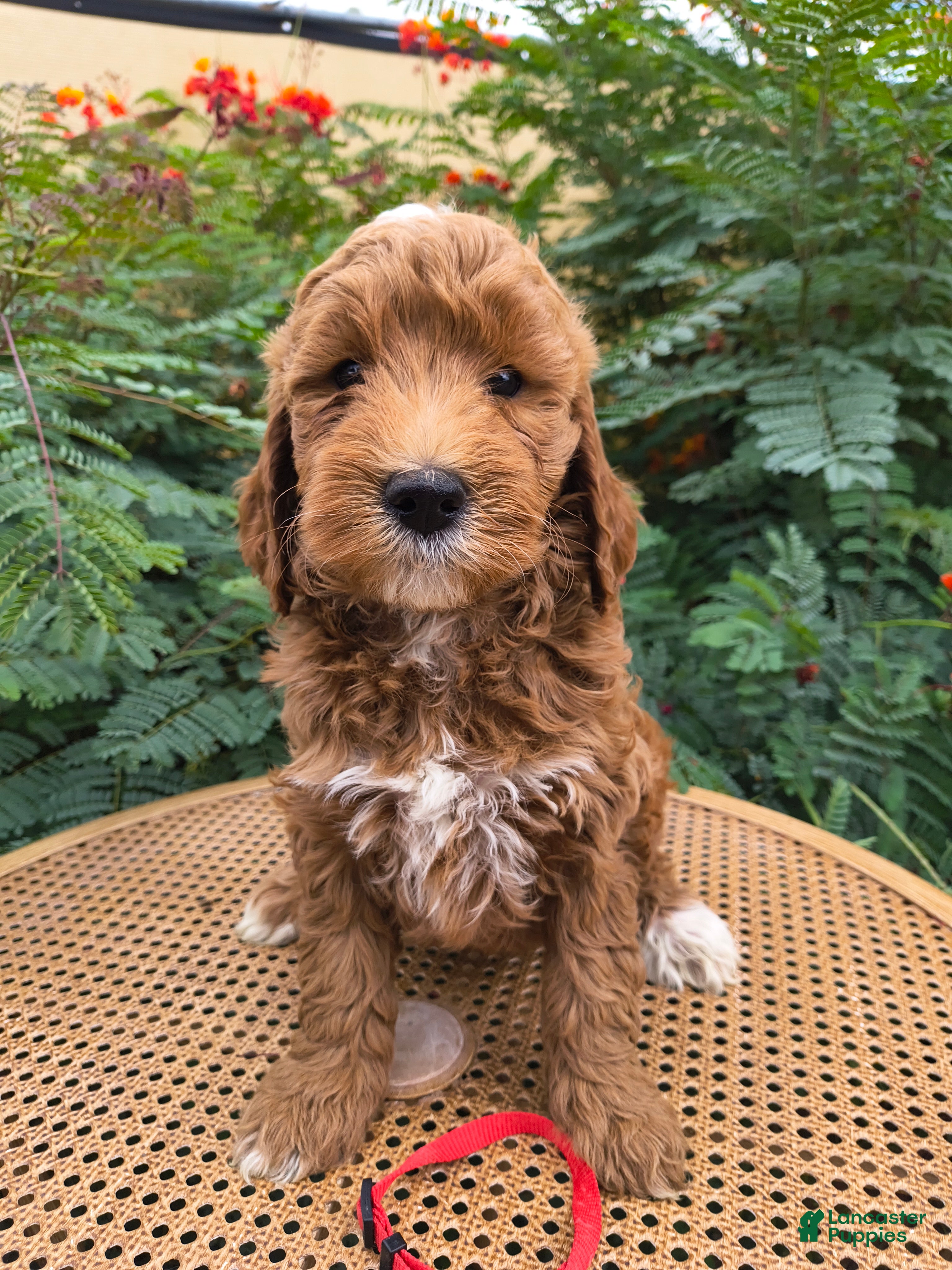 Mini Goldendoodle dogs Red Collar - Ad 2