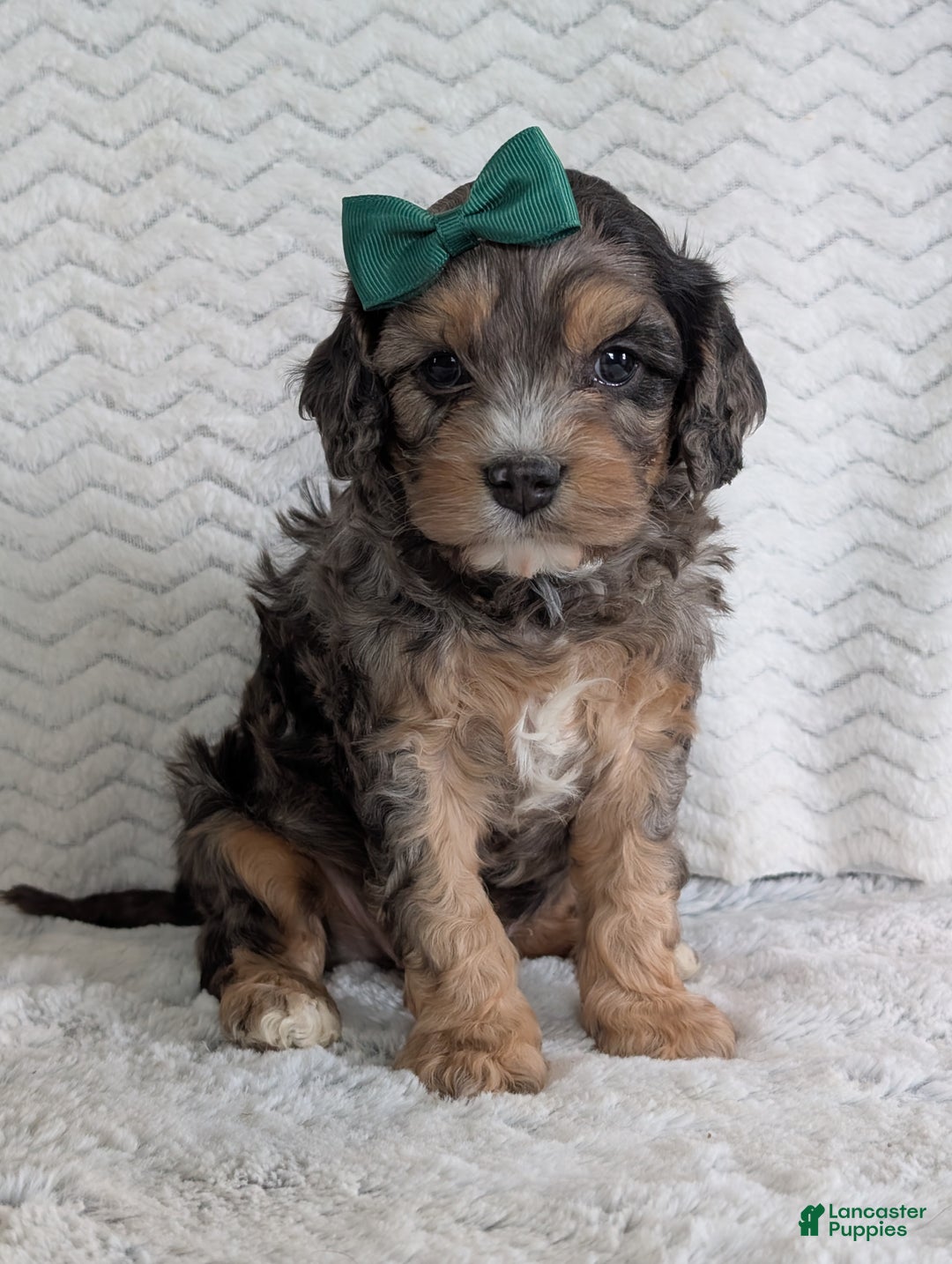 Cavapoo dogs for sale: Zeke - Ad 6