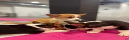 Welsh Corgi Pembroke dogs for sale: 🐾❤️Clarissa Corgi - Ad 6