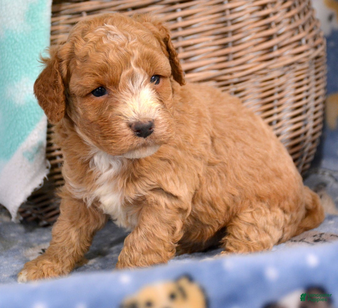 Miniature Poodle dogs for sale: Miniature Poodle Puppy 1 Perry - Ad 2