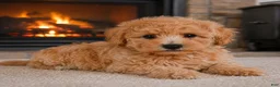 Miniature Poodle dogs for sale: milo - Ad 3
