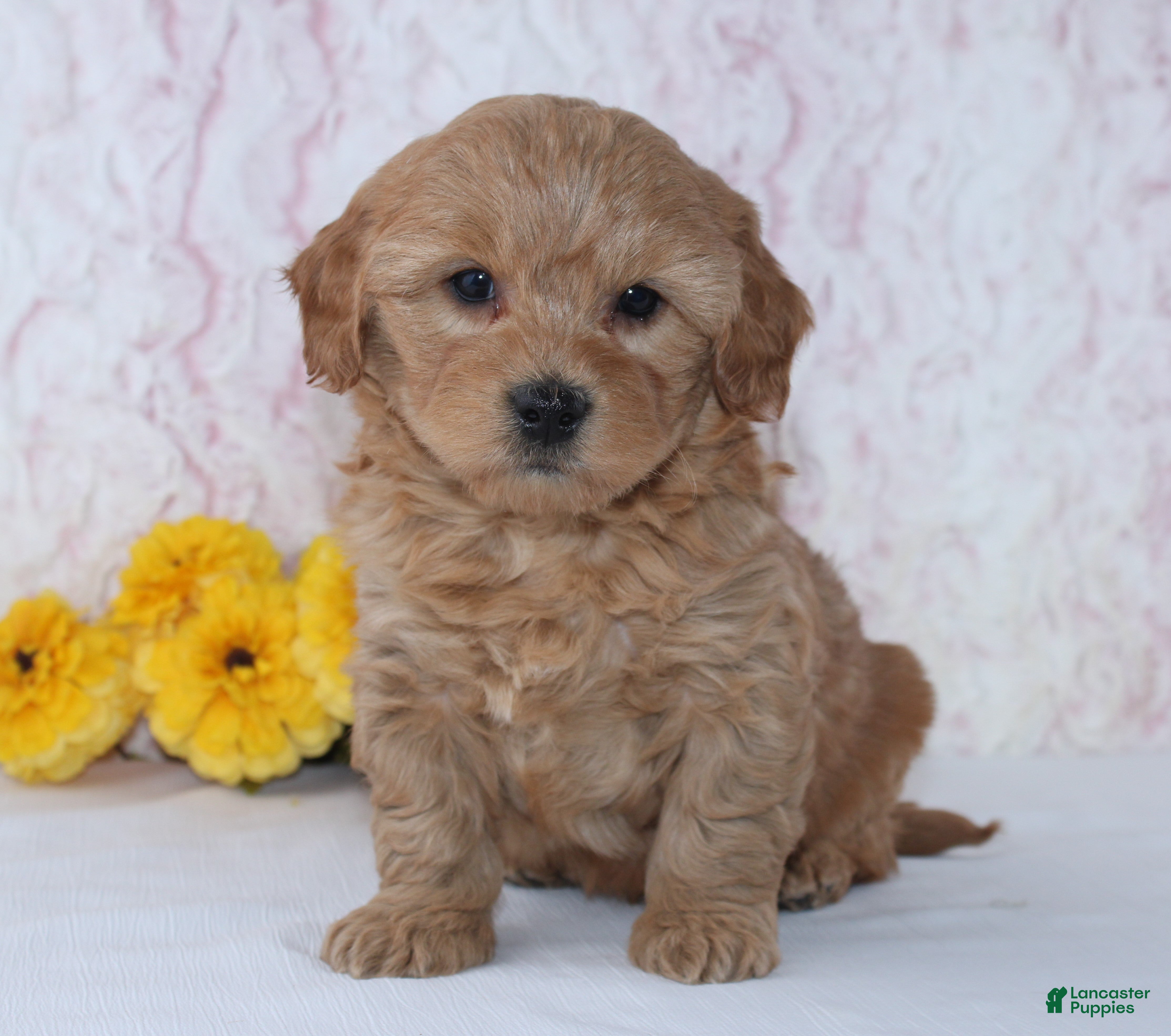 Mini Goldendoodle dogs Conley - Ad 11