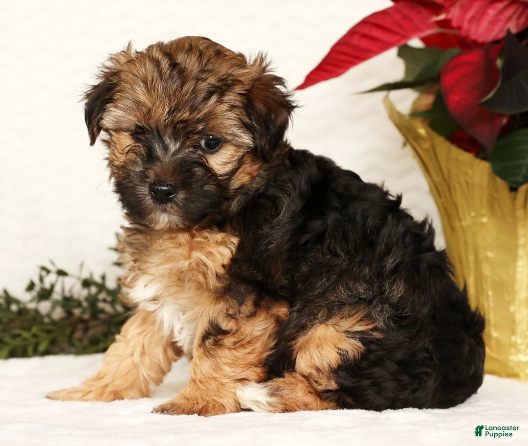Yorkiepoo dogs for sale: Rosie  3lbs - Ad 5