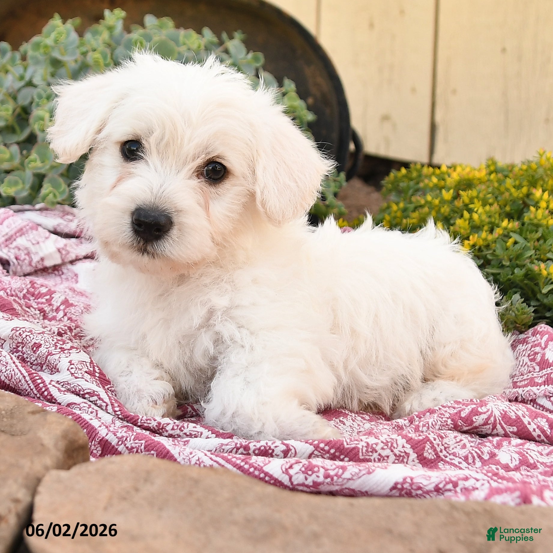 Westiepoo dogs Ronald - Ad 2