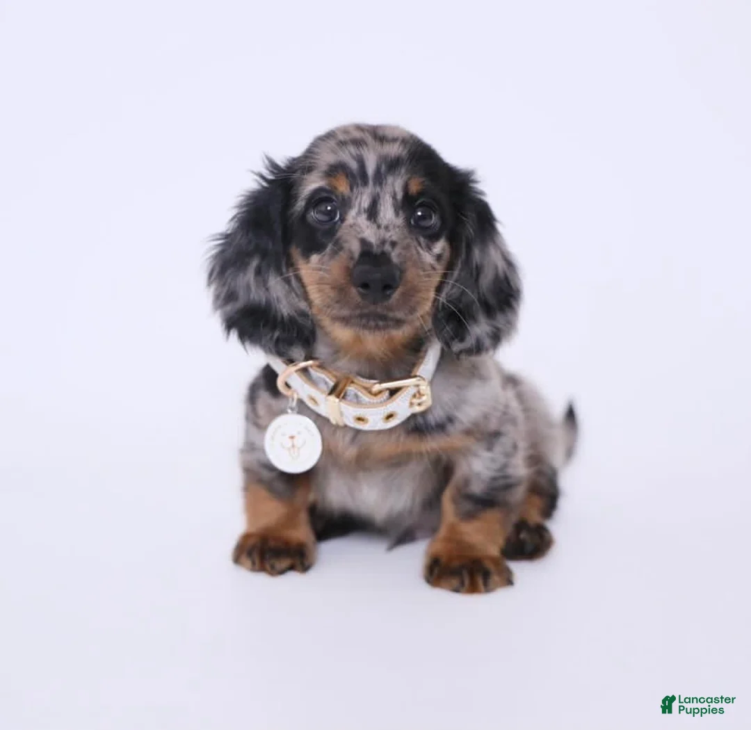 Miniature Dachshund dogs for sale: Adele - Ad 2