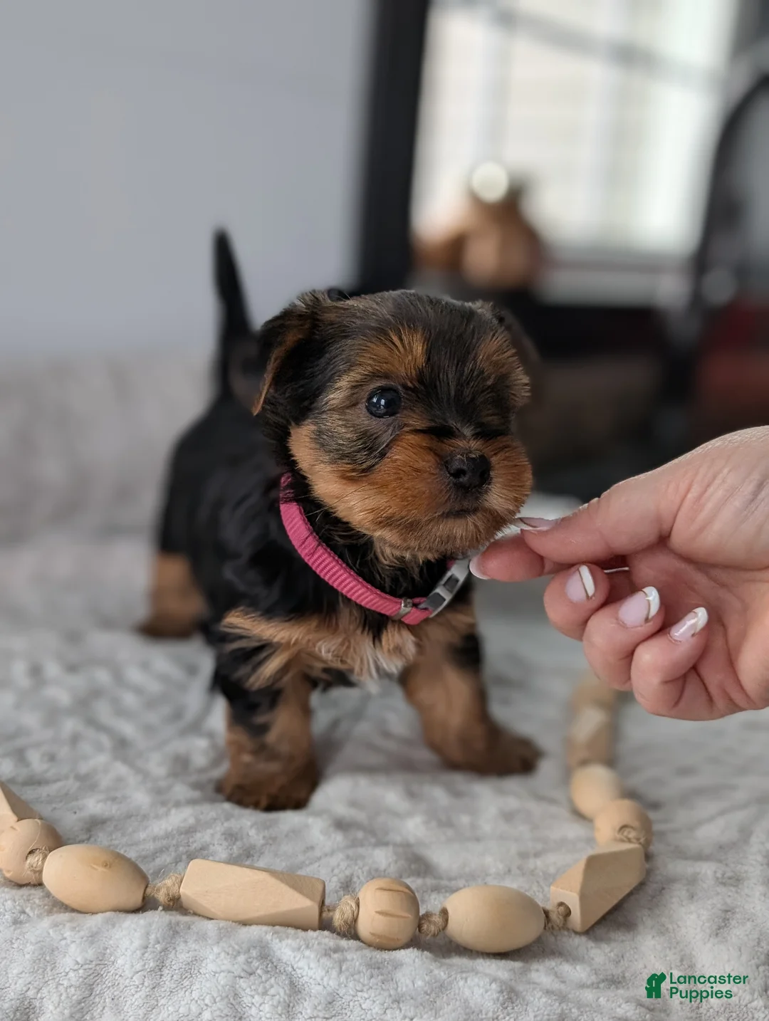 Yorkshire Terrier dogs for sale: Dutchess  - Ad 3