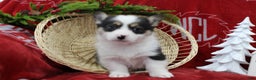 Welsh Corgi Pembroke dogs for sale: Bubbles - Ad 2