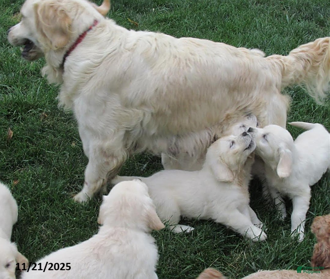 Golden Retriever dogs for sale: Emily - Ad 9
