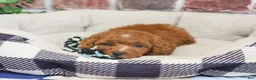 Cavapoo dogs for sale: Strudel - Ad 4