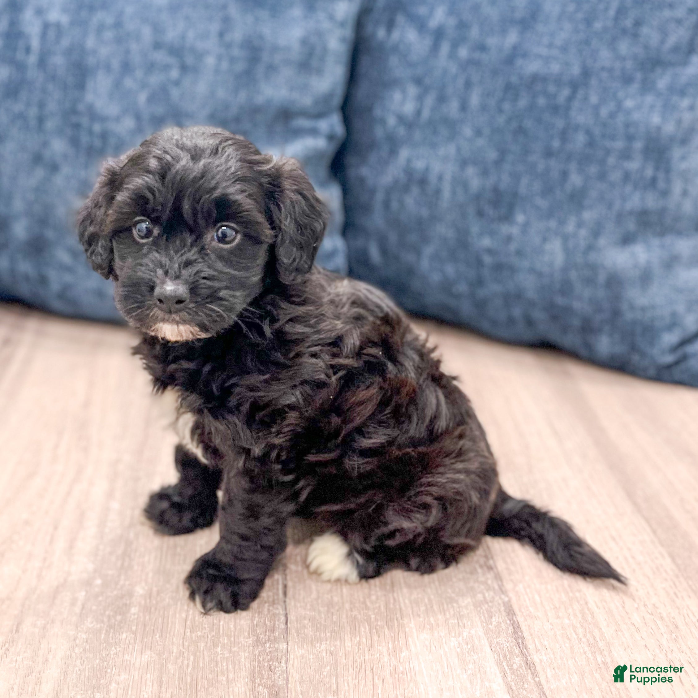 Havapoo dogs Betsy - Ad 2