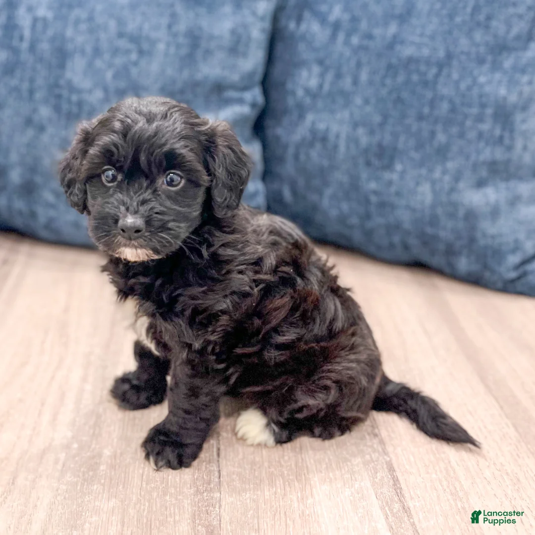 Havapoo dogs for sale: Betsy - Ad 2